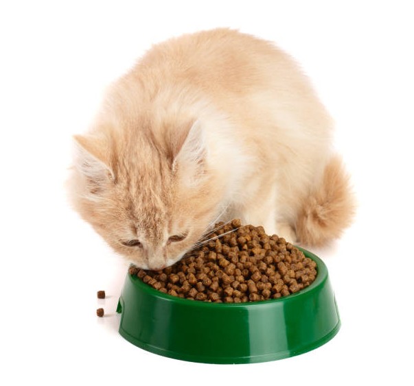 <a href='kedi-mamasi'>Kedi Maması</a>