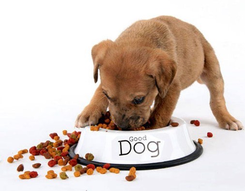 <a href='kopek-mamasi'>Köpek Maması</a>